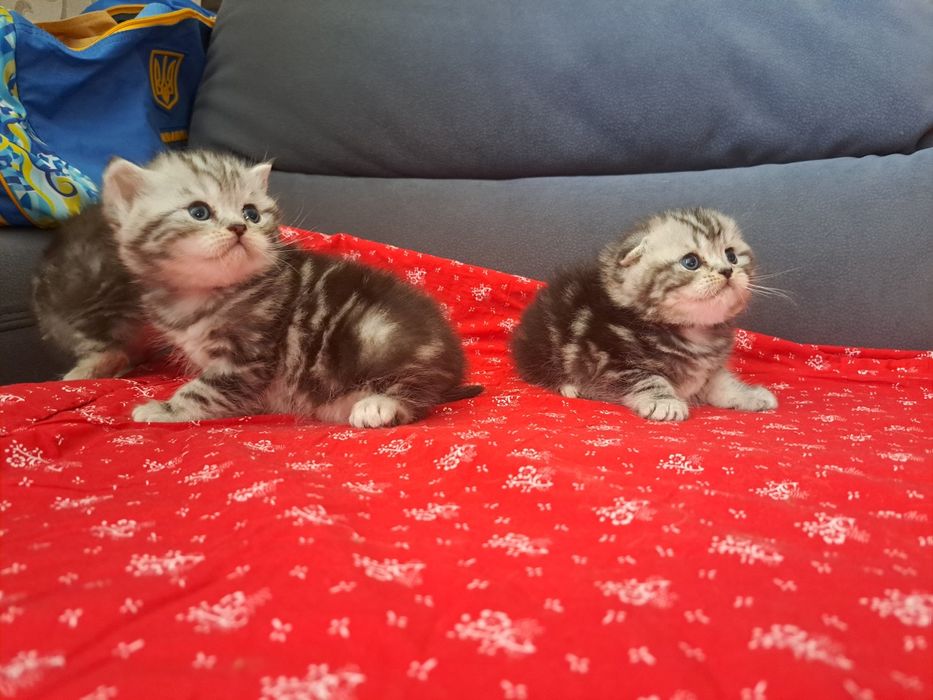 Котята шотландские мраморные