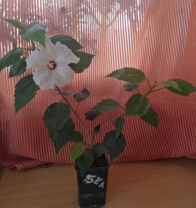 Продам  гибискусы, сосны,  форзицию,розмарин,ивы и  др  растения