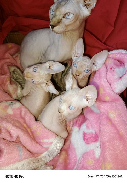 Лунтики ушастики