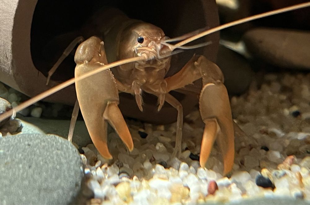 Rak Cherax do akwarium