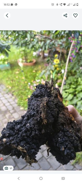 CHAGA. Błyskoporek podkorowy. Okazja