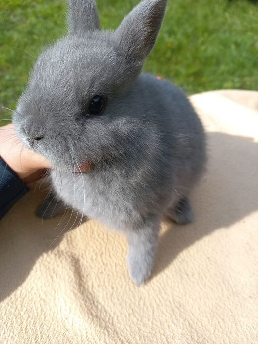 Karzełki niderlandzkie / mini króliczki / prawdziwe maluszki