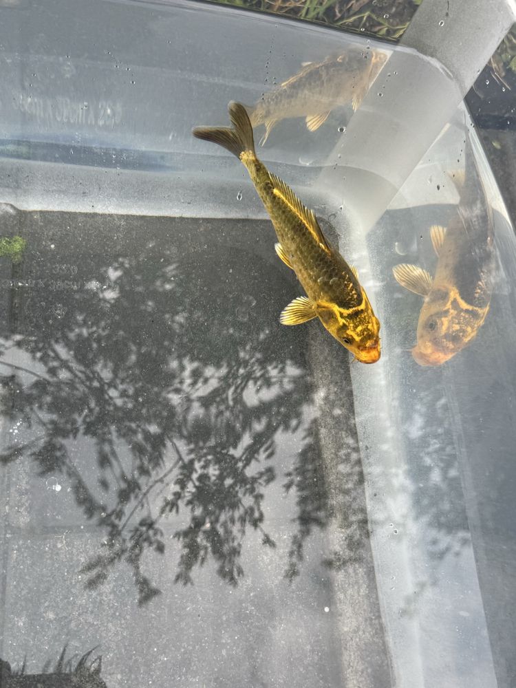 Koi z Pasją – Sprzedaż Karpia Koi z Przydomowej Hodowli