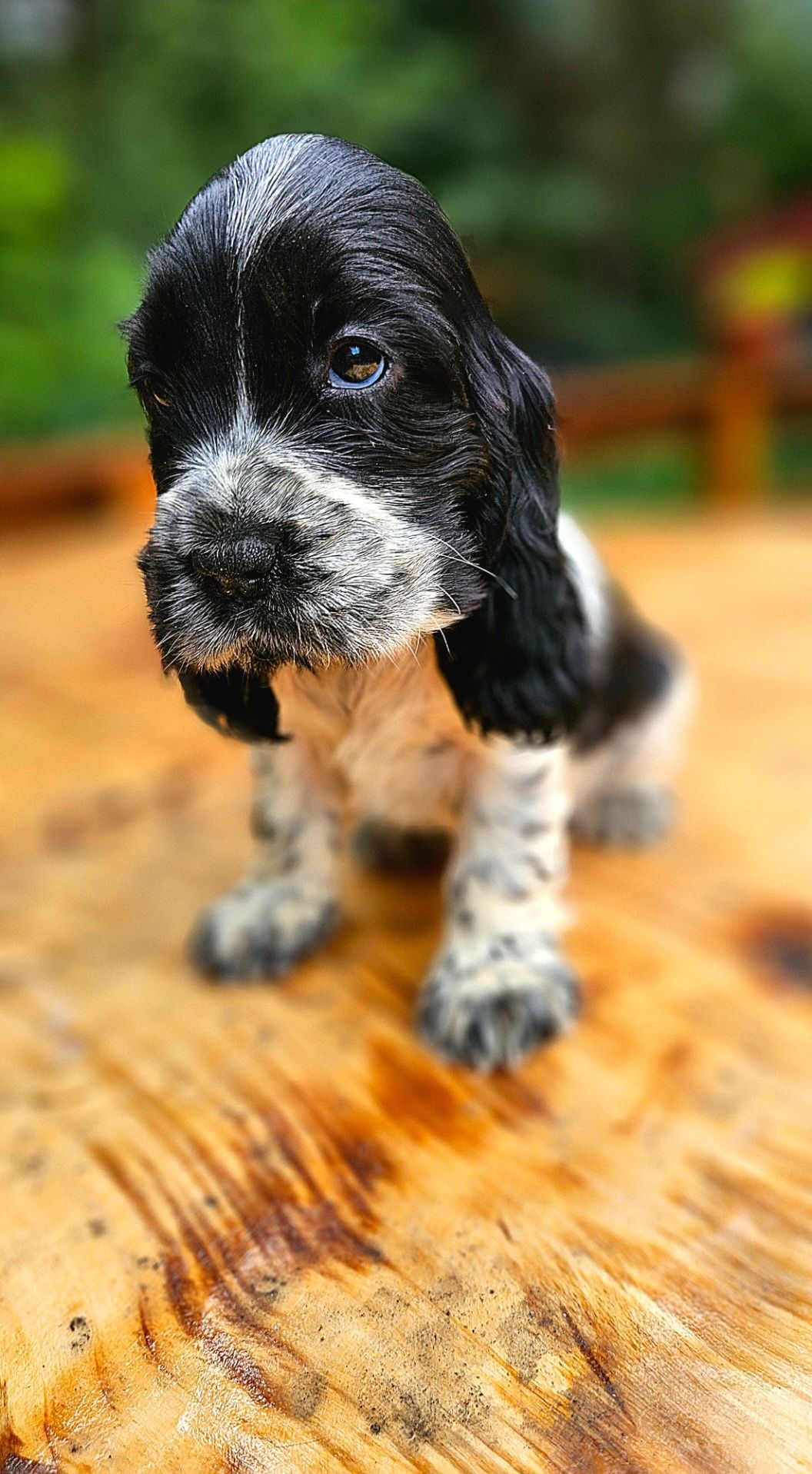 Cocker Spaniel Angielski - suczka Blue Roan, rodowód