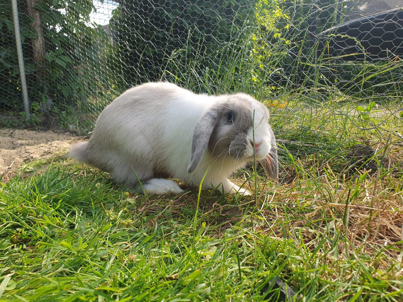 Samiczka mini lop