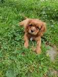 Cavalier king  charles spaniel  cavaliery z metryką i czipem