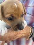 Jack russel terrier