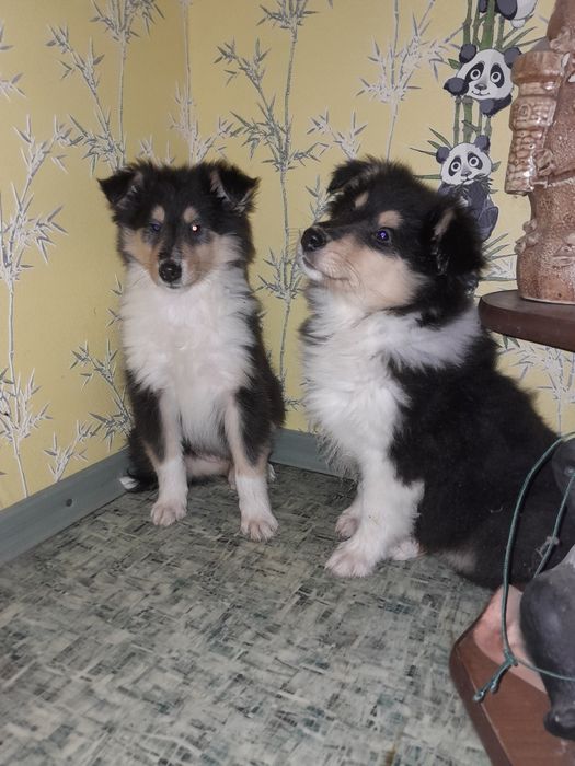 Колли КСУ мальчики