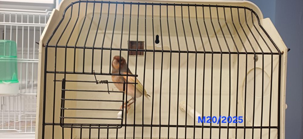 Canários Arlequins Machos