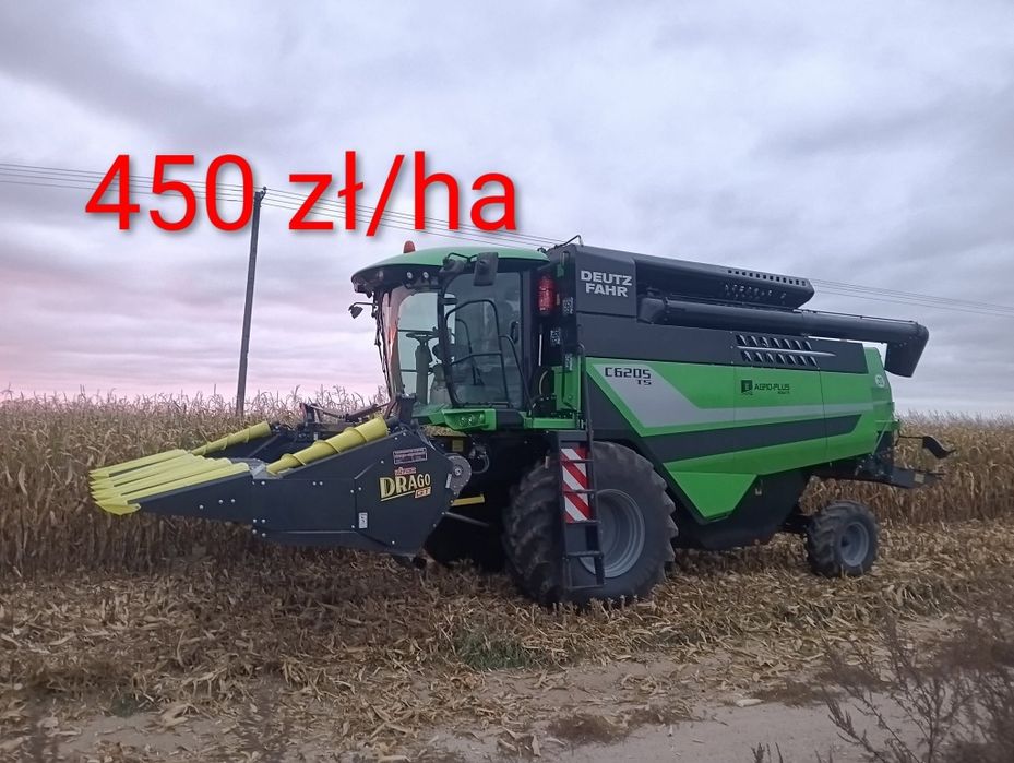 Zbiór, koszenie kukurydzy na ziarno