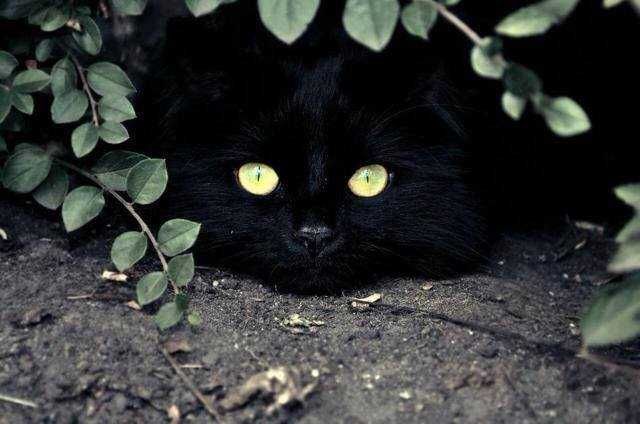 Piękny  czarny kot do oddania