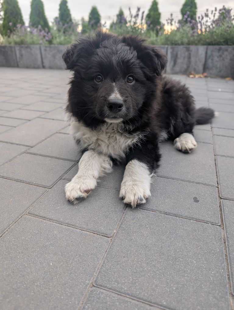 Sprzedam pieska rasy border collie z rodowodem