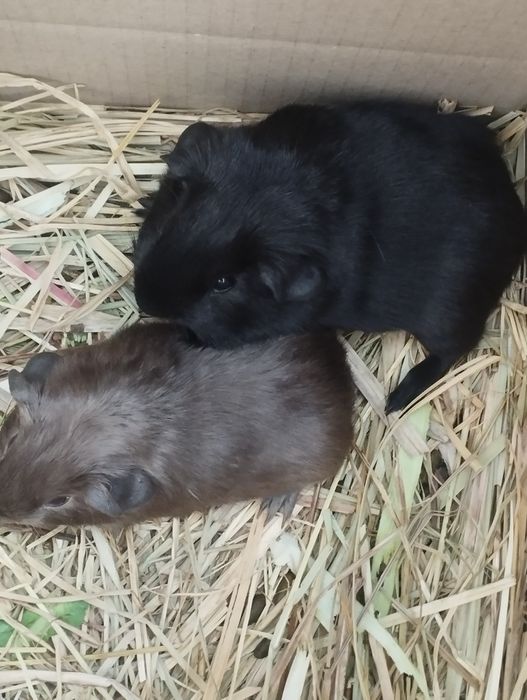 Морские свинки породы английский селф