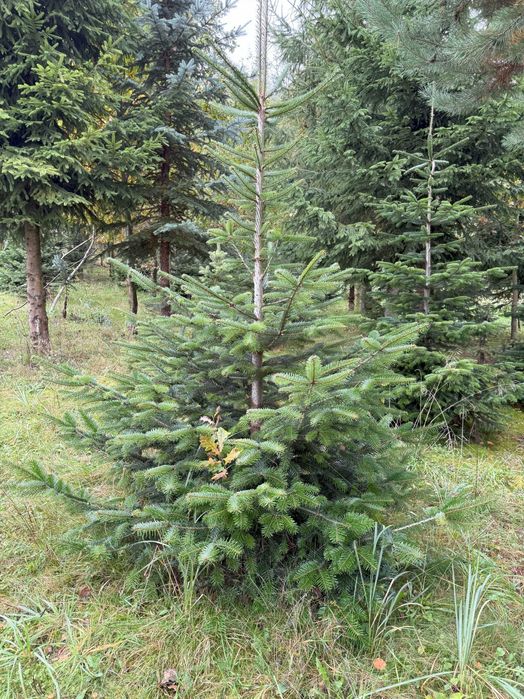 Jodła koreańska, świerk srebrny