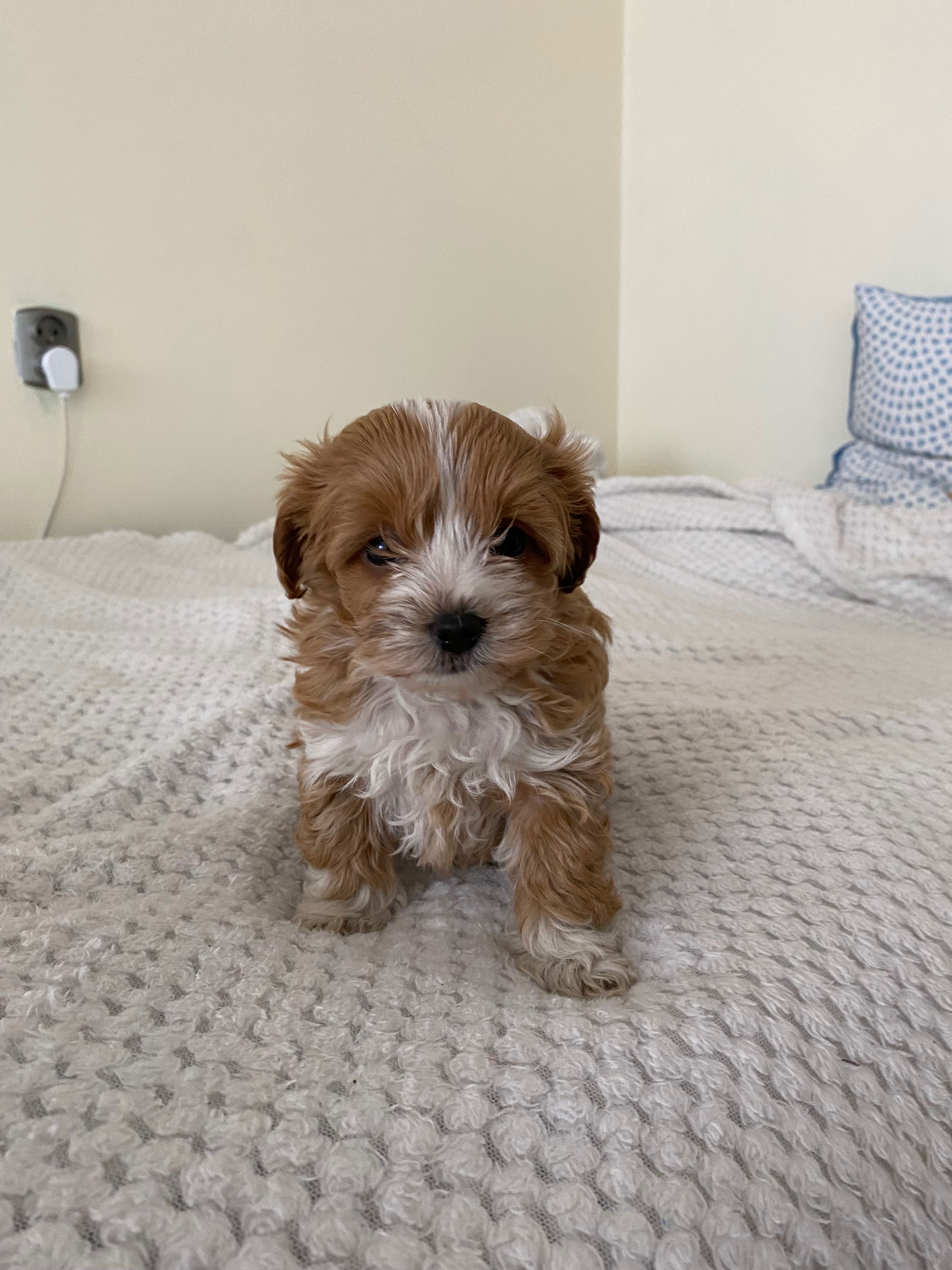 maltańczyk maltipoo suczka