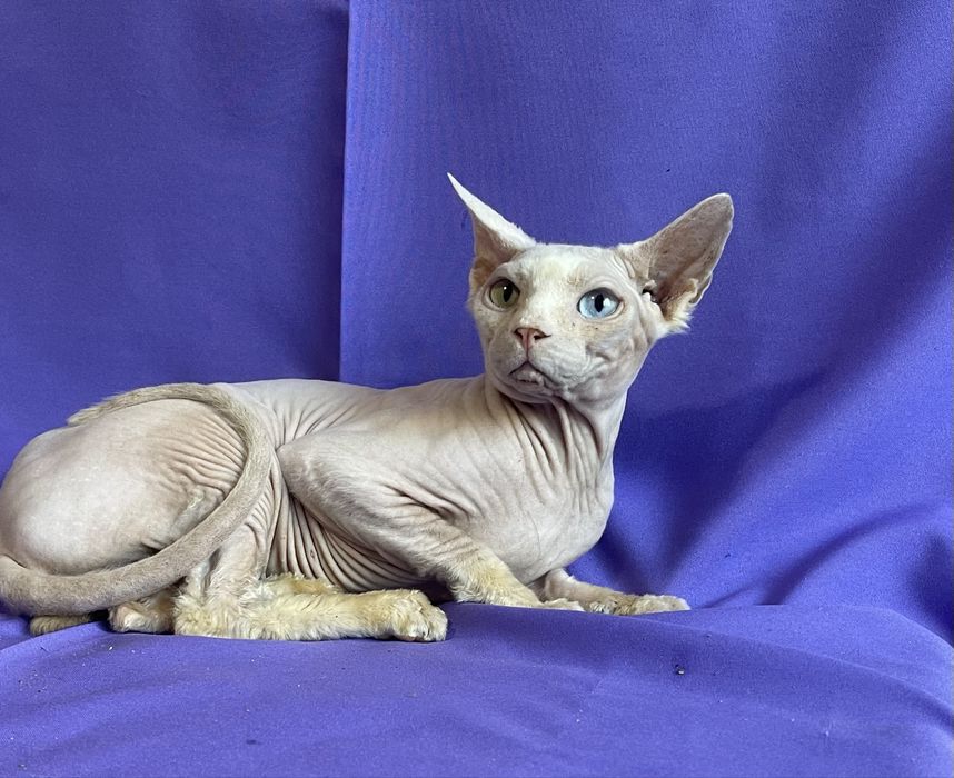 Разноглазый сфинкс