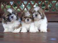 Shih Tzu tricolor piesek