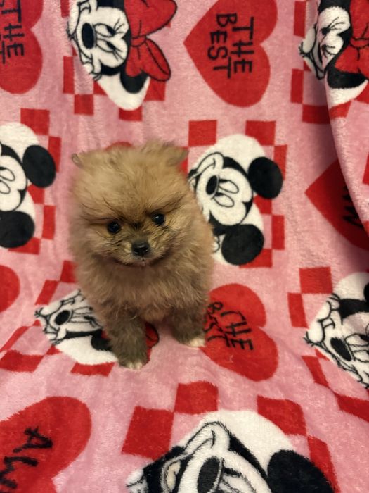 Pomeranian XXS piesek do odbioru