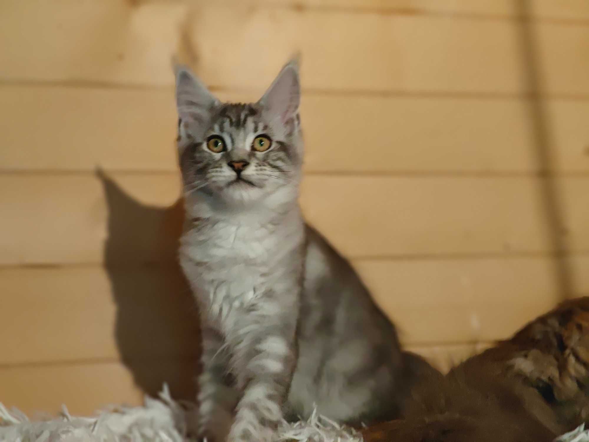 Kocięta Mco Maine coon fpl ccf niebieski dymne kotki kocur do hodowli