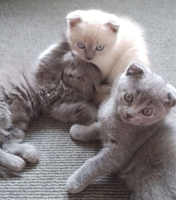 Вязка з котиком Скоттіш фолд