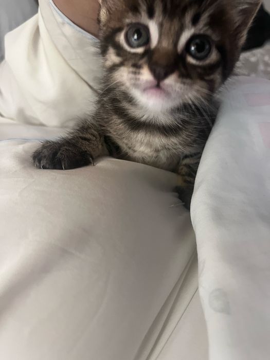 Dois gatinhos para dar