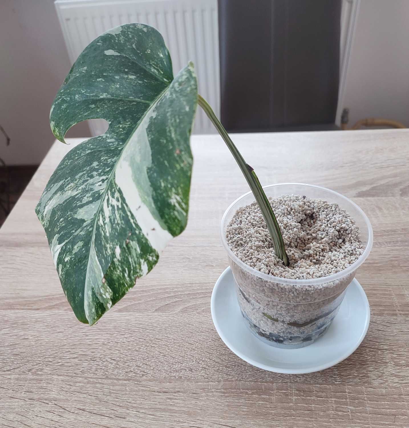 Monstera Variegata sadzonka ukorzeniona super geny