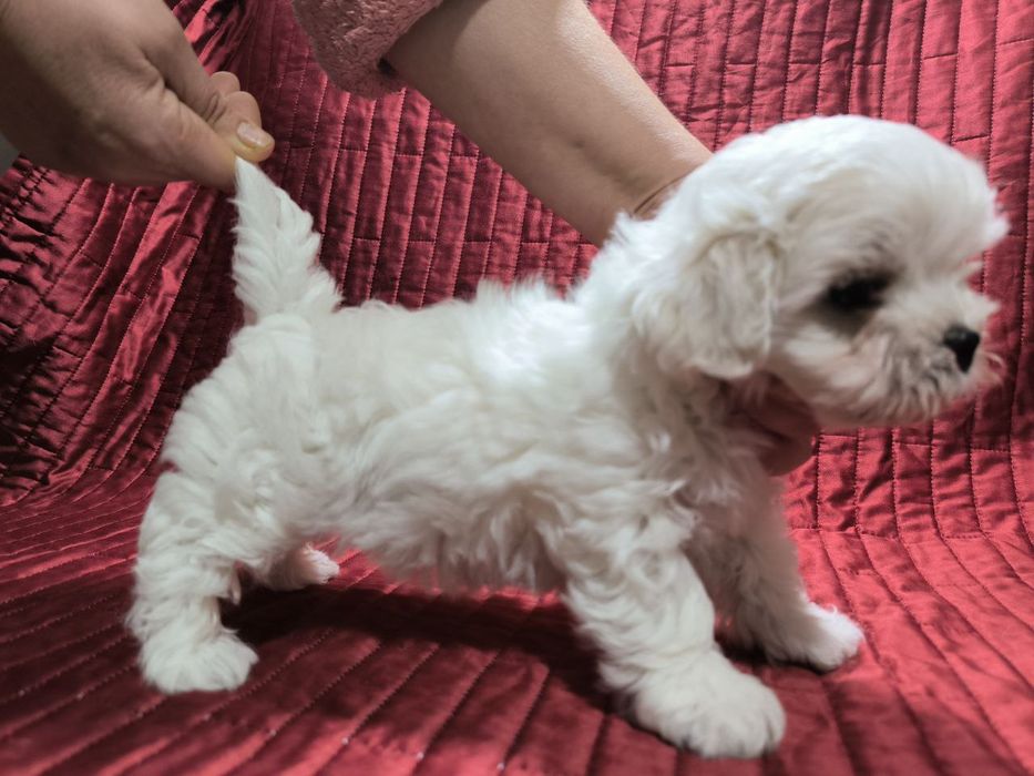 Мальтійські болонки Шоу класу