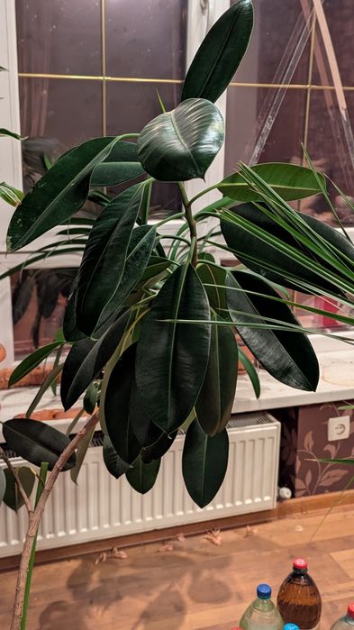 Срочно продам цветы комнатные Драцена ,Фикус