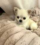 Piesek Chihuahua cudo, rodowod ZKwP