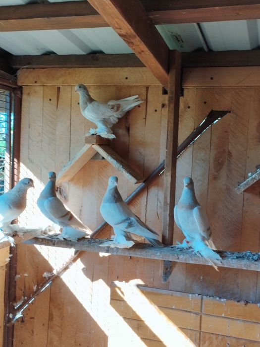 Blawindry ,blauwindry, gołębie ozdobne