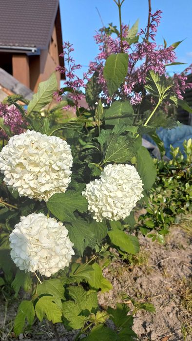 Сакура ,глід,верби,піони,барбариси,гортензії,дієрвілла,піроканта і т.д