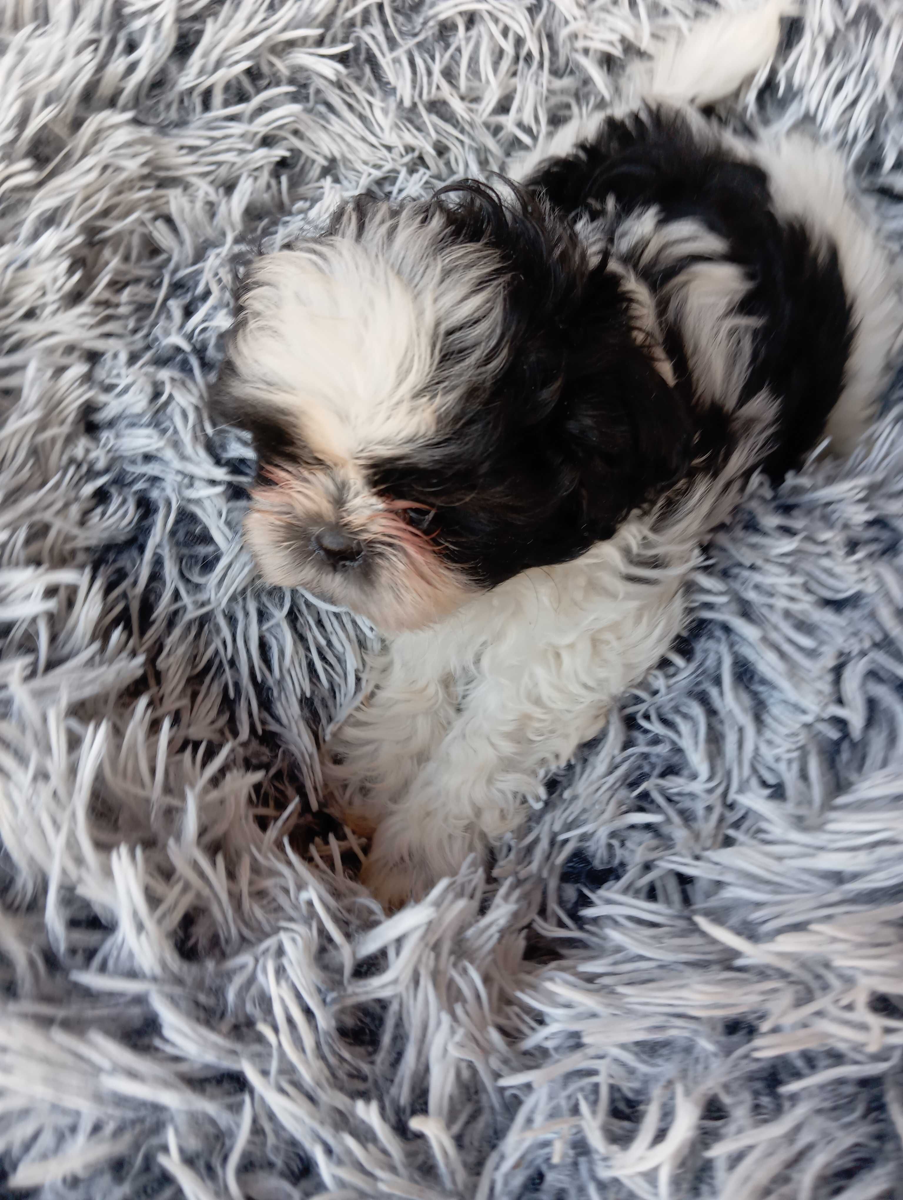 Biało -czarny piesek shih tzu z genem czekoladowym