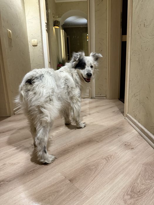 Отдам кобеля в добрые руки