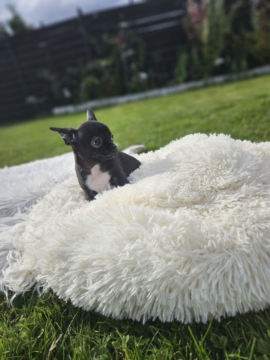 Suczka chihuahua