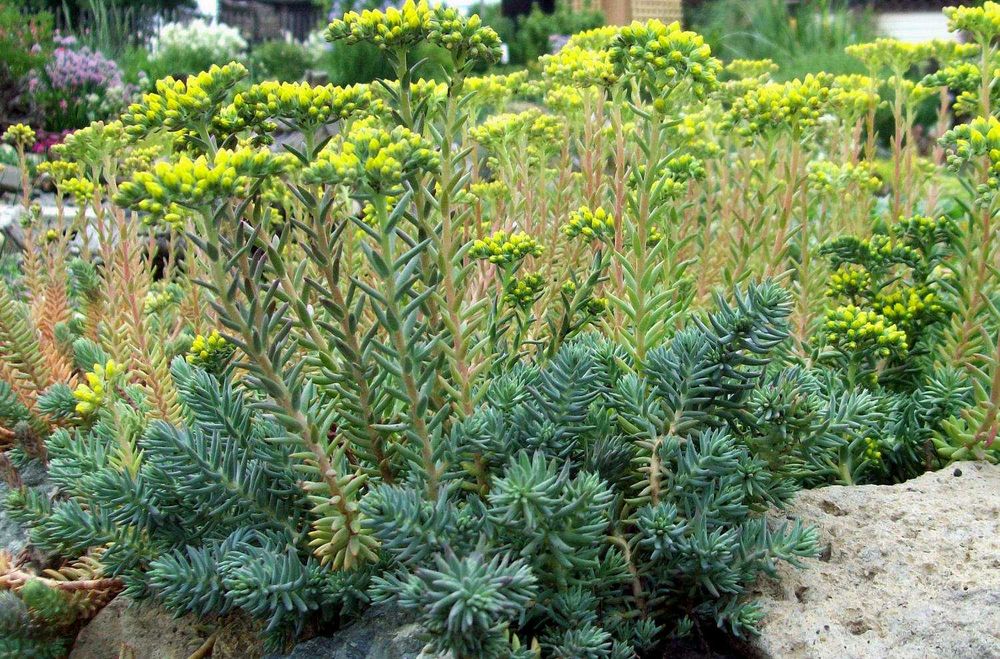 Очиток скальный Седум Sedum reflexum почвопокровник медонос