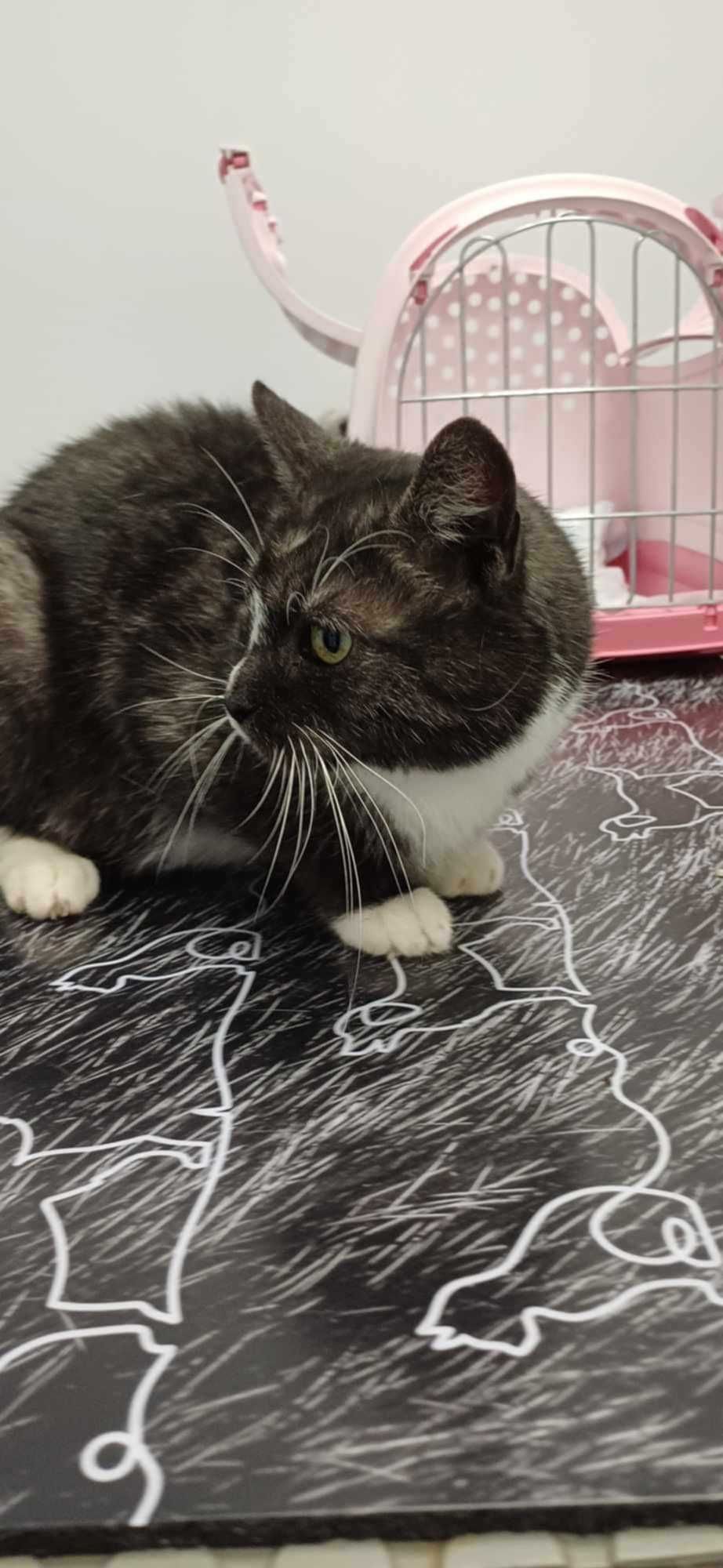 Prześliczna koteczka w typie karpati poleca się do adopcji