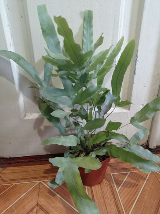 Комнатный папоротник Давалия