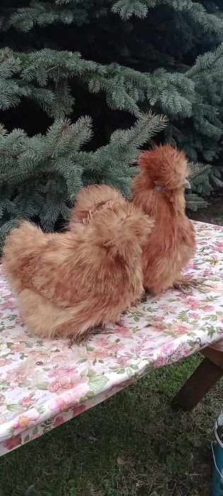 Kura ozdobna silka silki