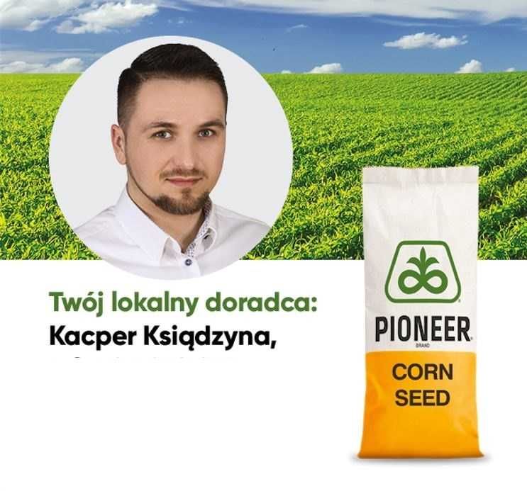 Dystrybutor PIONEER - kukurydza nasiona kukurydzy odmiana P9241