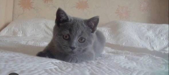 Британська голуба дівчинка