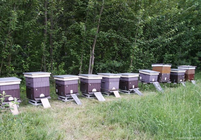 Rodziny pszczele przezimowane , ramka wlkp