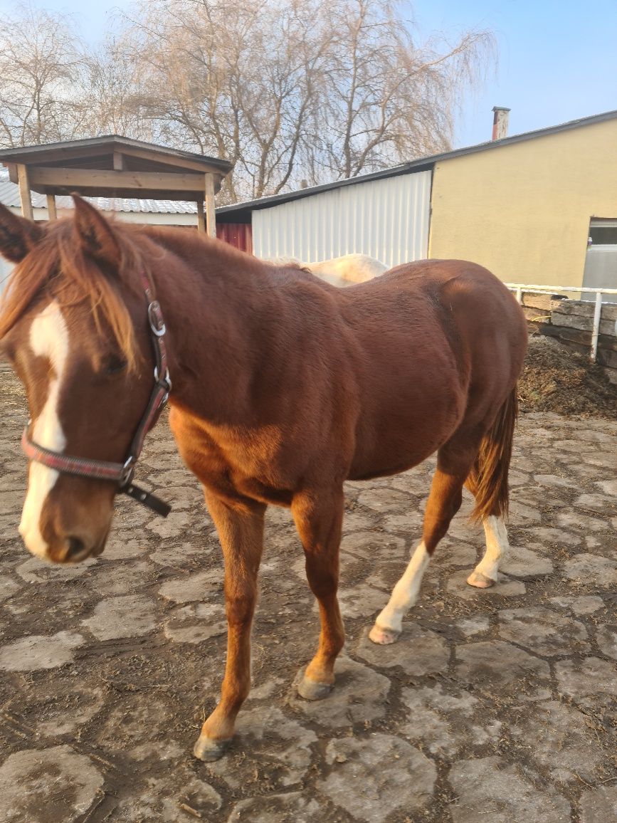 Walach AQH quarter horse