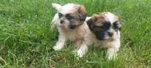Shih tzu szczeniak czytaj opis