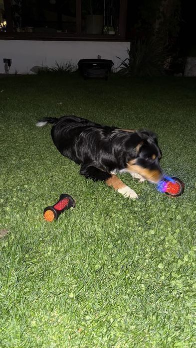 Gryzak piłka dla psa z kolcami zabawka interaktywna do aportowania