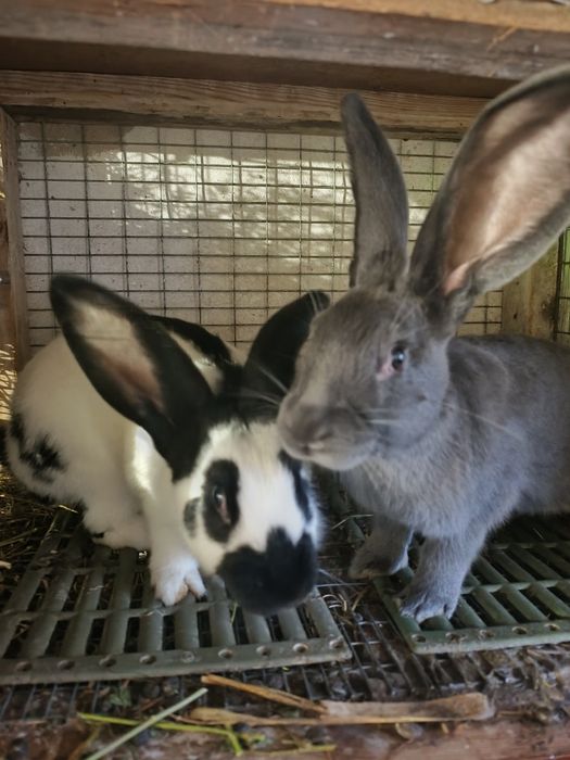 Продам кролики німецький строкач велетень.