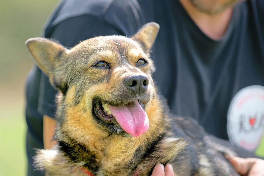 Łajka, mloda niezależna sunia