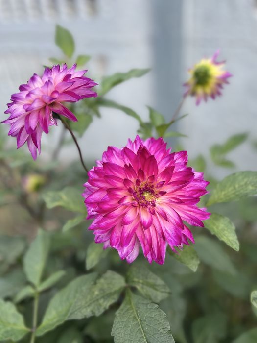 Жоржина ( георгина) рожева