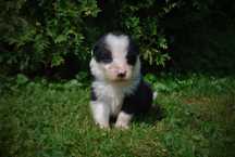 Sprzedam szczeniaka Border Collie