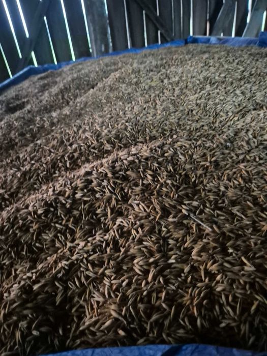 Sprzedam owies  tegoroczny