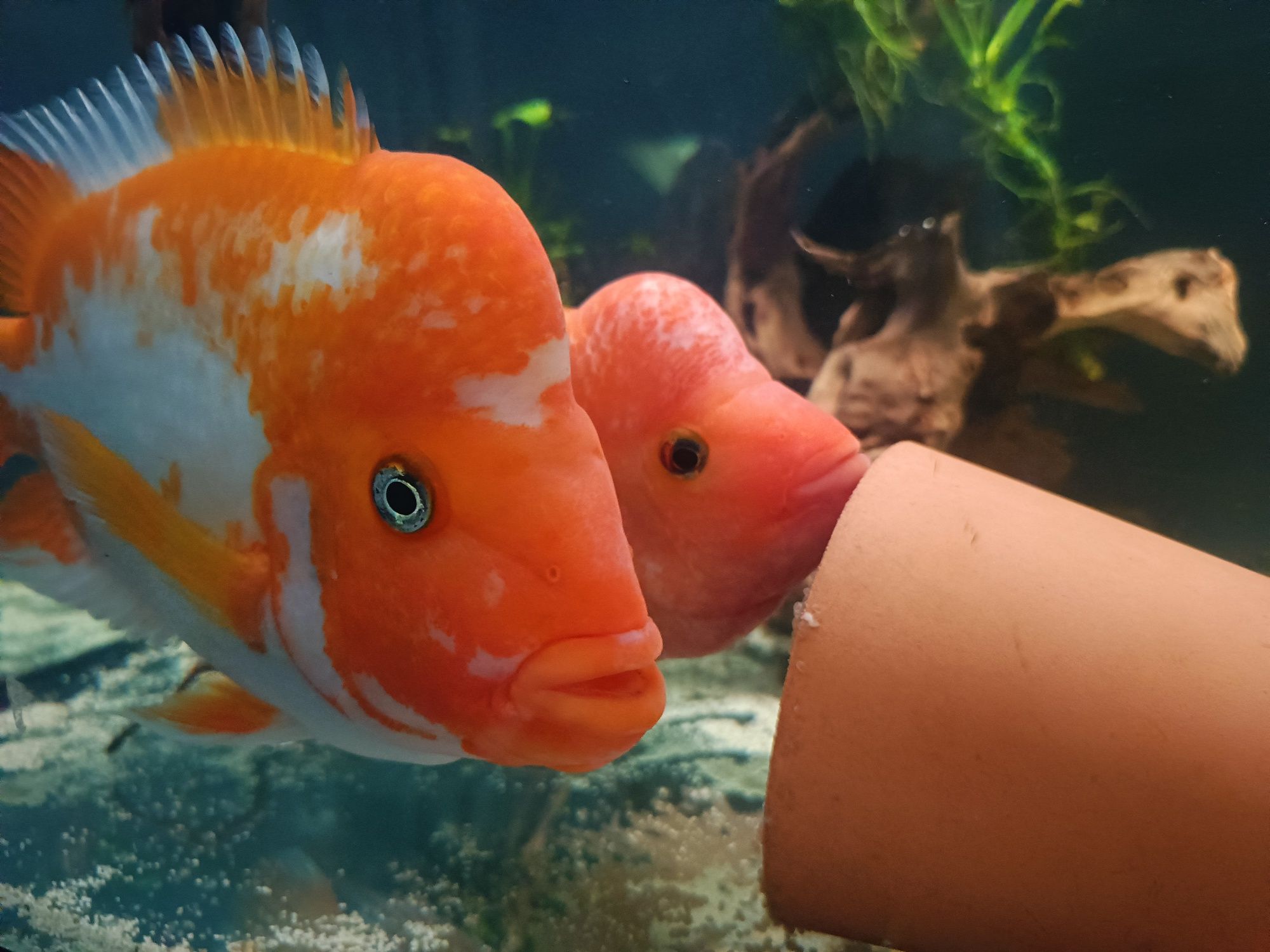 Pielęgnice cytrynowe z własnej hodowli